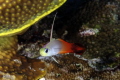   taken Bunaken marine park  